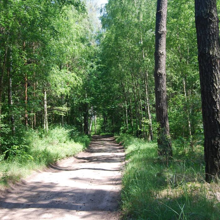 11886169_915446718528565_2455931908621766000_o